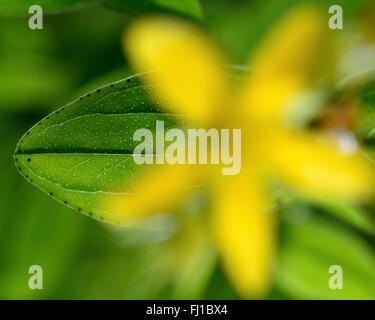 Piazza-sgambate San Giovanni-wort (Hypericum tetrapterum) che mostra le caratteristiche della foglia. Foglia di una pianta nella famiglia Hypericaceae Foto Stock