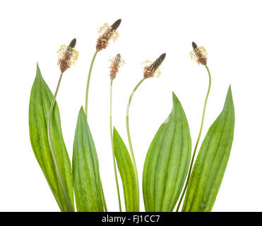 Ribwort piantaggine isolato su bianco Foto Stock