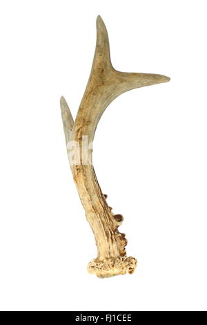 Il Roe Deer buck horn isolate su sfondo bianco Foto Stock
