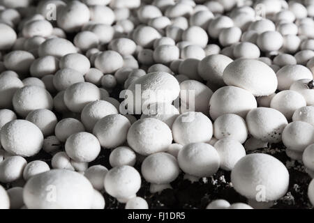 Champignon freschi che cresce su un terreno speciale su un fungo impianto di produzione. La produzione di alimenti Foto Stock