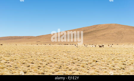 Alta altitudine arido altopiano delle Ande, tra le più importanti destinazioni di viaggio in Bolivia. Grande allevamento di lama nel Foto Stock