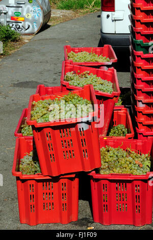 Varietà di uve Italiane nel bucket In attesa di essere premuta nella vigna Sciacchetrà, Corniglia, Cinque Terre Liguria, Italia, Europa Foto Stock