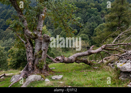 Un albero caduto in Piemonte - Italia Foto Stock