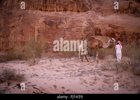 Beduin uomo con cammello nel Wadi Rum desert , Giordania Foto Stock