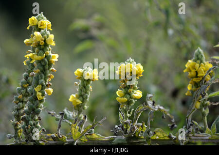 Grande mullein (Molène thapsus). Un attraente limone giallo fiore nella famiglia figwort (Scrophulariaceae) Foto Stock