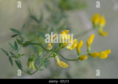 Meadow vetchling (Lathyrus pratensis). Scomposizione di un membro della famiglia di pisello (Fabaceae), visto qui con fiori di colore giallo Foto Stock