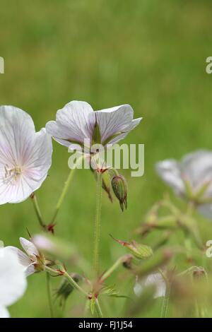 Rosa pallido Cranesbill Geranio 'Dreamland' Fiori e boccioli in estate sole Foto Stock