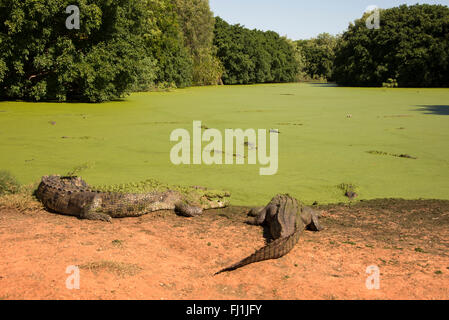 Un gruppo di produzione di acqua salata coccodrilli maschio a Malcolm Douglas wildlife park vicino Broome in Australia Occidentale. Foto Stock