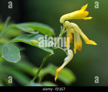 Giallo (corydalis Corydalis lutea). Fiori gialli sulla pianta del papavero (Famiglia Papaveraceae), noto anche come rock fumewort Foto Stock