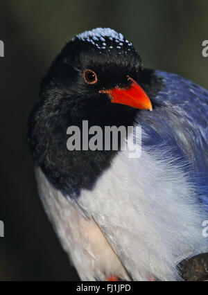 Rosso Blu fatturati Gazza (urocissa erythrorhyncha) Foto Stock