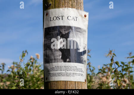 Un gatto perduto poster su un palo del telegrafo nel Regno Unito Foto Stock