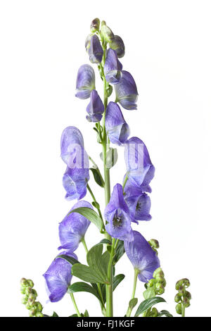 Freschi colori blu Monkshood fiori su sfondo bianco Foto Stock