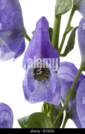 Freschi colori blu Monkshood fiori close up Foto Stock