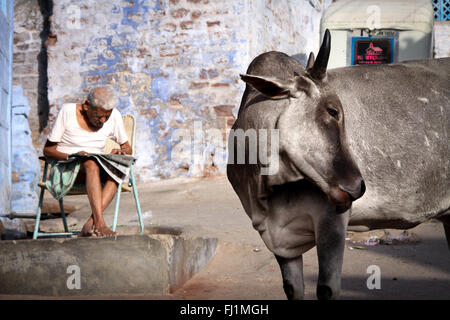 La mattina presto in una strada di Jodhpur, India - un uomo che legge il giornale e vacca sacra nella parte anteriore Foto Stock