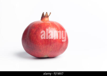 Tutta la singola melograno, Punica Granatum, su sfondo bianco Foto Stock