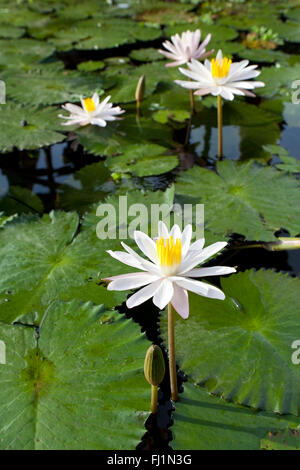 Ninfee Nymphaea alba a Bali, in Indonesia Foto Stock