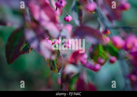 Europeo di albero di mandrino con magenta viola frutta, Euonymus europaeus Foto Stock