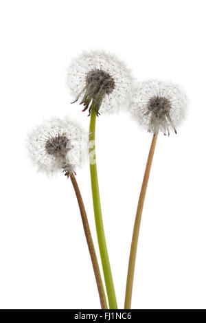 Il tarassaco seedheads su sfondo bianco Foto Stock
