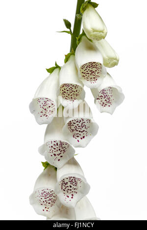 Bianco fresco Digitalis purpurea fiori isolati su sfondo bianco Foto Stock