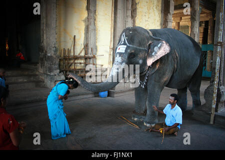 Un elefante santa benedizione dà ai visitatori in Sri Meenakshi Temple, Madurai Foto Stock
