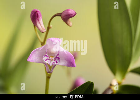 Roccia rosa Orchid, Dendrobium kingianum, (noto anche come Thelychiton kingianus), Australia orientale (in coltura) Foto Stock