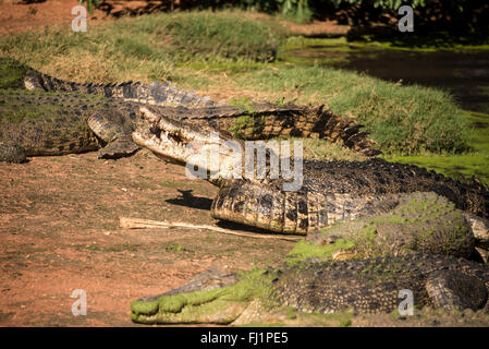 Un crogiolarsi (Gruppo) del maschio di acqua salata i coccodrilli a Malcolm Douglas wildlife park vicino Broome in Australia Occidentale. Il saltwate Foto Stock