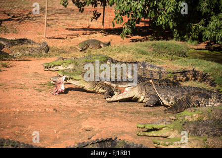 Un basco (gruppo) di coccodrilli maschi di acqua salata presso il parco naturale Malcolm Douglas vicino a Broome in Australia Occidentale. L'acqua salata Foto Stock