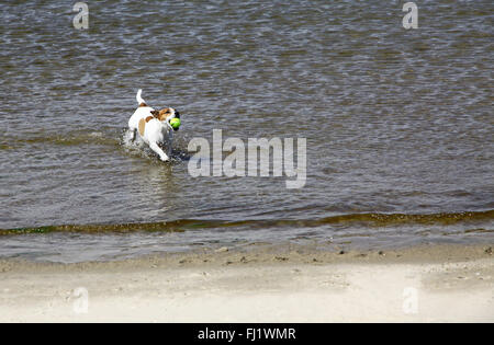 Rivestimento liscio Jack Russell Terrier cane che corre sulla spiaggia Foto Stock