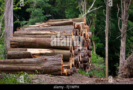 Pila di pino grezza ciocchi di legna nel bosco Foto Stock