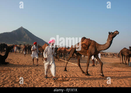 Rajasthani driver cammello sulla mela di massa durante la fase di Pushkar mela, India Foto Stock