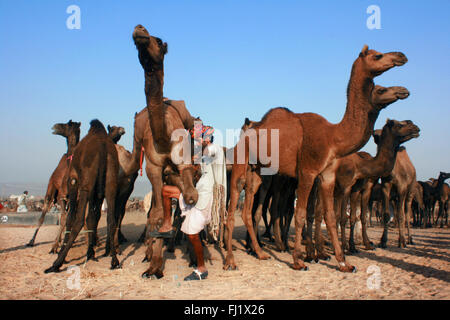 I cammelli e i loro proprietari durante il Pushkar mela camel fair in Rajasthan
