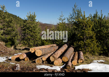 Legname di conifere in una montagna durante l inverno Foto Stock