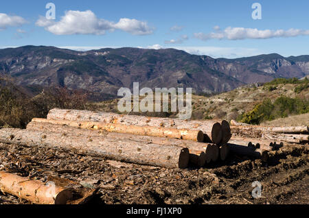 Pila di legno in un fango su una collina Foto Stock