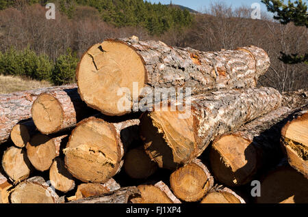 Legname di conifere senza contrassegni nei monti Rodopi Foto Stock