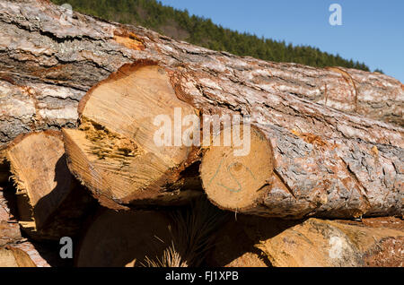 In legno di montagna bulgara Foto Stock