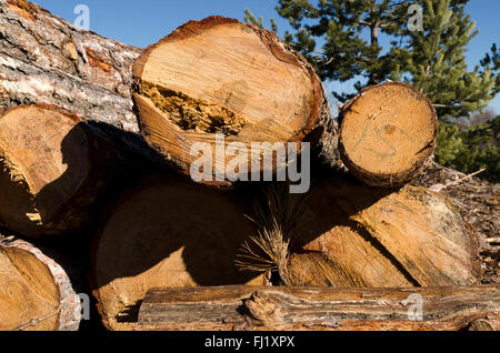 Legname di conifere in una montagna in Bulgaria Foto Stock