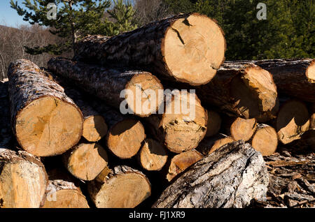 Pila di legname di conifere in montagna Rhodope Foto Stock