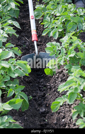 Messa a terra di patate con una zappa Foto Stock