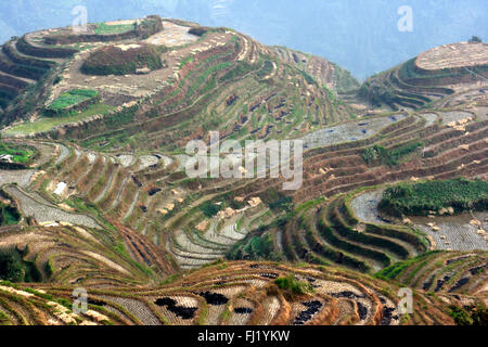 Terrazze di riso in Longsheng, Guangxi , Cina Foto Stock