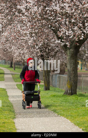 Donna anziana con mobile walker camminando sul marciapiede accanto a ciliegia giapponese alberi in fiore nei primi Spring-Victoria, British C Foto Stock