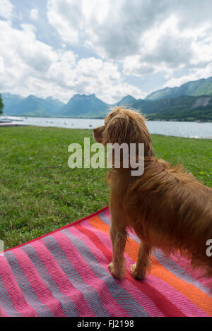 Spaniel cane in piedi sul tappetino spiaggia sul lago prato di Talloires guardando oltre il lago di Annecy e le montagne di Savoia,Francia Foto Stock