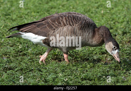 L'oca ibrida, gli animali ibridi, l'uccello ibrido, l'oca di Greylag di crossbreed e l'oca del Canada Foto Stock