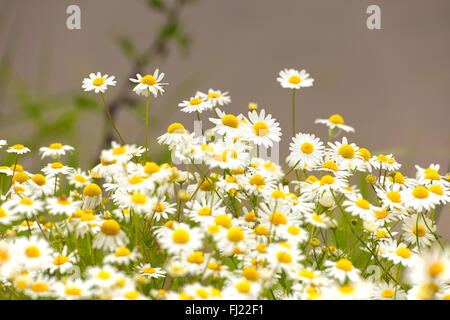 Bellis perennis è una politica europea comune in materia di specie di Daisy Foto Stock