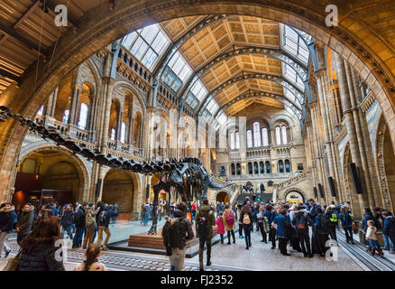 Hintze Hall con 'Dippy' il Diplodocus, uno scheletro fossile cast, Museo di Storia Naturale di South Kensington, London, England, Regno Unito Foto Stock