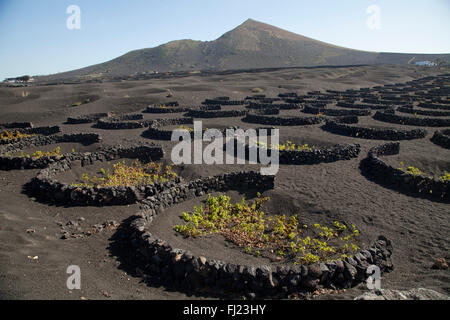 I vigneti di La Geria sulle ceneri vulcaniche di 1730s eruzioni, Lanzarote, Isole Canarie, Spagna, Europa Foto Stock