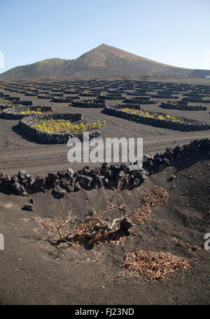 I vigneti di La Geria sulle ceneri vulcaniche di 1730s eruzioni, Lanzarote, Isole Canarie, Spagna, Europa Foto Stock