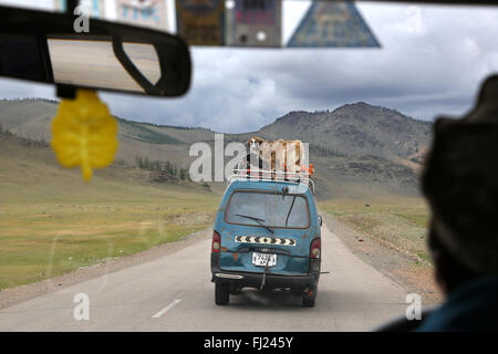 Cane trasportati su una vettura in Mongolia Foto Stock