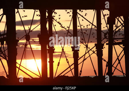 Aberystwyth, UK. 28 Feb, 2016. Per gli storni sotto il molo al tramonto in Aberystwyth, UK. 28 Feb, 2016. Per gli storni sotto il molo al tramonto in Aberystwyth,Ceredigion,Galles,U.K. © Paul Quayle/Alamy Live News Credito: Paolo Quayle/Alamy Live News Foto Stock