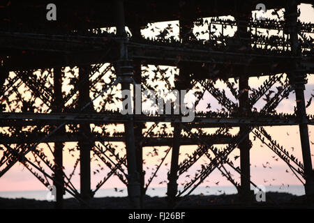 Aberystwyth, UK. 28 Feb, 2016. Per gli storni sotto il molo al tramonto in Aberystwyth, UK. 28 Feb, 2016. Per gli storni sotto il molo al tramonto in Aberystwyth,Ceredigion,Galles,U.K. © Paul Quayle/Alamy Live News Credito: Paolo Quayle/Alamy Live News Foto Stock