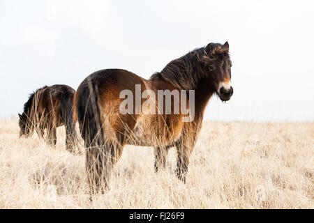 Exmoor pony in North Devon Foto Stock